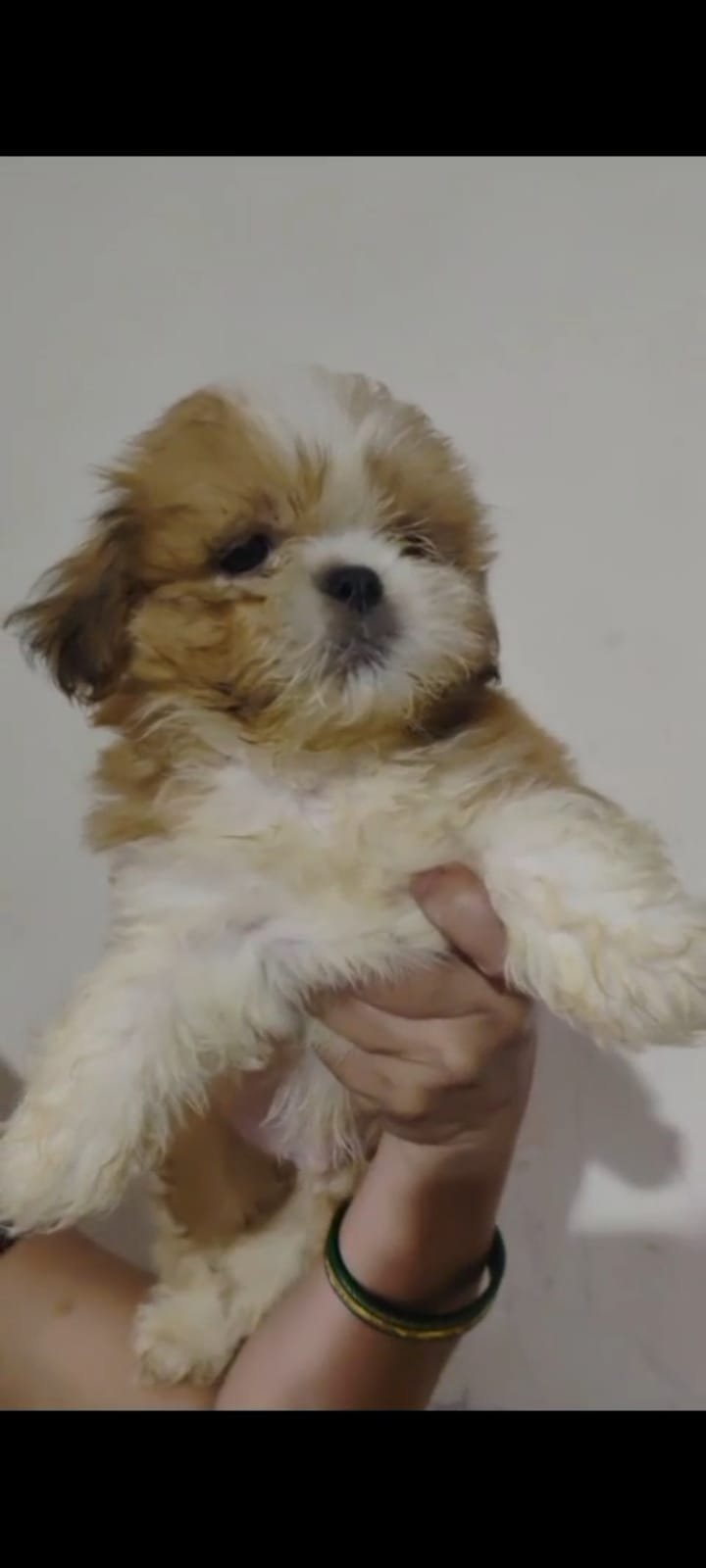 Buy Vaccinated  Lhasa Apso Puppy from Chennai